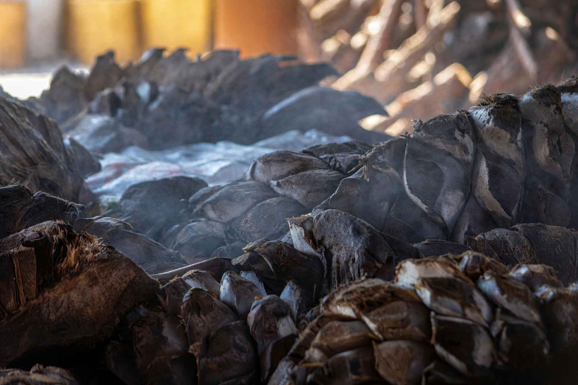 Agave Espadín
